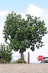 300_7169.JPG